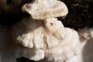 juice-ovinus-mushroom-sponge-438320.jpg