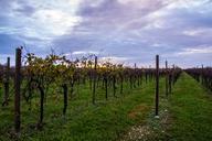 vineyard-autumn-cloud-528760.jpg