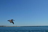 birds-pelican-flight-ocean-beach-1015695.jpg