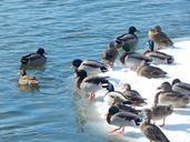 mallard-ducks-nature-wildlife-349594.jpg