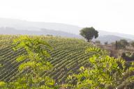 vineyard-wine-vine-series-989281.jpg