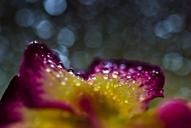 bokeh-macro-flower-nature-56413.jpg