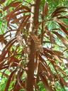 seeds-pods-ripe-acacia-73862.jpg