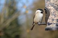 marsh-tit-garden-bird-feeder-garden-1251017.jpg