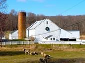 donkey-sheep-farm-pennsylvania-77378.jpg