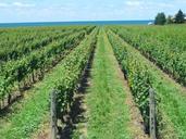 vineyard-grape-vines-rows-476332.jpg