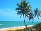 coconut-trees-beach-litoral-brazil-687110.jpg