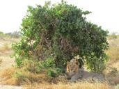 lion-shade-africa-wildlife-animal-386767.jpg