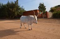 animals-zebu-cow-africa-643430.jpg