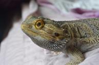 dragon-reptile-animal-lizard-650460.jpg