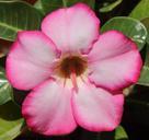 desert-flower-adenium-flower-violet-837214.jpg