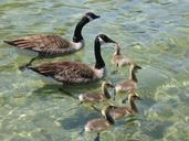 geese-canadian-swimming-water-649625.jpg