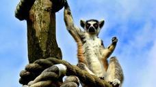 lemur-animals-wild-wildlife-mammal-62709.jpg