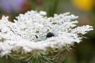 moscow-insect-flower-nature-green-263394.jpg