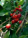 cherries-cherry-red-tree-181835.jpg