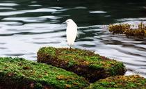 heron-bird-hai-bian-landscape-841183.jpg