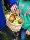 apples-collection-basket-harvest-596826.jpg