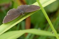 butterfly-chimney-sweep-satyrinae-405119.jpg