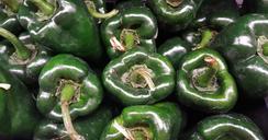 poblano-poblano-peppers-peppers-1513224.jpg