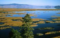 Swamp scenics and vegetation.jpg