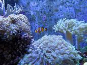 coral-coral-reef-white-dunga-lee-1079268.jpg