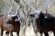 buffalo-nature-african-wildlife-394279.jpg