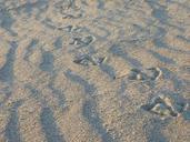 sand-tracks-the-seagull-bird-620249.jpg