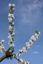 cherry-blossoms-branch-sky-white-381052.jpg