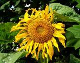 sunflower-yellow-sunflower-garden-838612.jpg