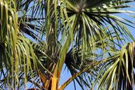 palm-trees-palm-leaves-nature-green-508707.jpg