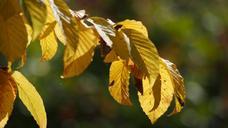 leaves-autumn-leaf-october-993630.jpg