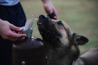 dog-german-shepherd-drinking-656886.jpg