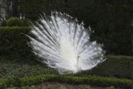 peacock-white-fauna-ave-feathers-642431.jpg