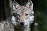 wolf-predator-european-wolf-mammal-1504406.jpg