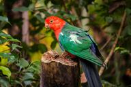 bird-parrots-zoo-colorful-animal-1657032.jpg