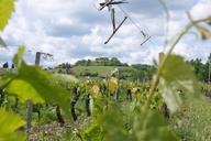 vineyard-landscape-france-wine-642430.jpg