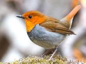 robin-bird-japanese-robin-wildlife-944887.jpg