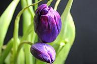 tulip-spring-flower-flowers-649931.jpg