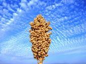 india-jowar-seed-blue-sky-plant-275218.jpg