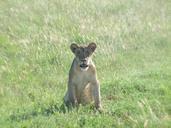 lion-cub-lion-wildcat-predator-499580.jpg