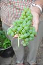 grapes-greenhouse-fruit-green-keep-644348.jpg