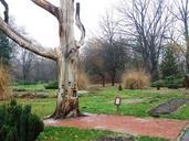 szeged-hungary-arboretum-old-oak-699629.jpg