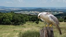 raptor-falconry-bird-of-prey-fly-1034984.jpg