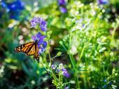 monarch-butterfly-purple-flower-623072.jpg