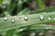 leaf-green-droplets-water-drops-1149858.jpg