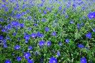 primrose-primula-field-of-flowers-1466164.jpg