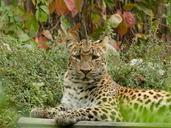 leopard-big-cat-zoo-animal-195785.jpg