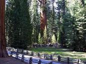 Sequoia trees woods.jpg