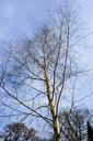 birch-tree-nature-sky-blue-winter-650865.jpg