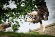 bird-s-eye-view-adler-bird-glove-768193.jpg